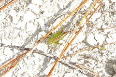 Odontoxiphidium apterum