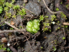 Sphaerocarpos texanus