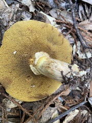 Suillus caerulescens