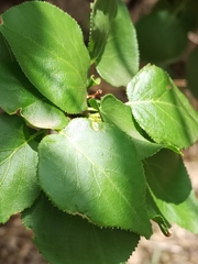 Prunus armeniaca