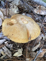 Suillus caerulescens