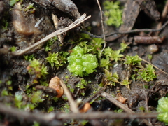 Sphaerocarpos texanus
