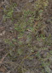 Synostemon elachophyllus