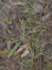 Synostemon elachophyllus