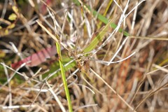 Paroxya atlantica