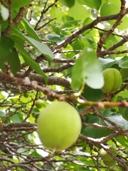 Prunus armeniaca