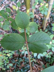 Lonicera fragrantissima