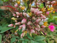 Nandina domestica