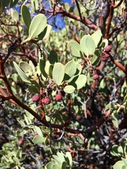 Arctostaphylos peninsularis