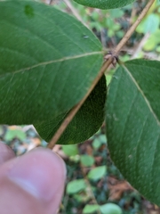 Lonicera fragrantissima