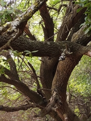 Prunus armeniaca