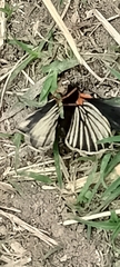 Chlosyne ehrenbergii