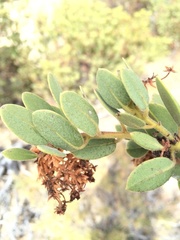Arctostaphylos peninsularis