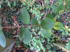 Lonicera fragrantissima