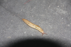 Stylommatophora