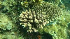 Acropora millepora