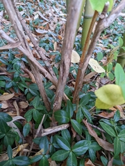 Lonicera fragrantissima