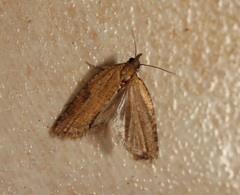 Constrictana constrictana