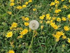 Taraxacum officinale