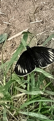 Chlosyne ehrenbergii