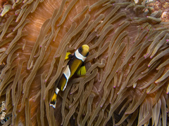Amphiprion latezonatus
