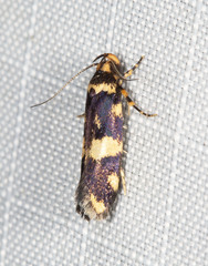 Catadoceta xanthostephana