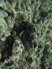 Hippocampus ingens