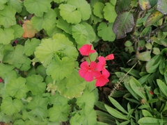 Pelargonium × hybridum