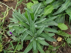 Matthiola incana