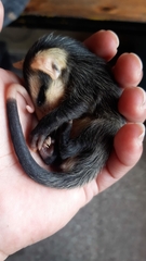 Didelphis albiventris