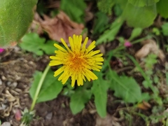 Taraxacum officinale