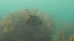 Abudefduf bengalensis