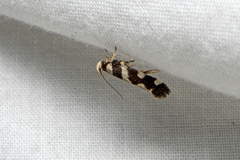 Macrobathra bigerella