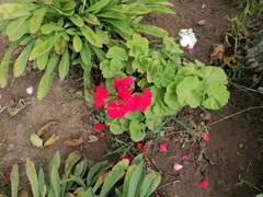 Pelargonium × hybridum