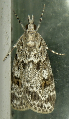 Scoparia ambigualis