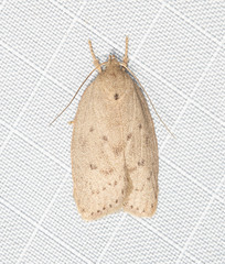 Garrha carnea