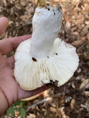 Russula cyanoxantha