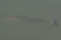 Micropterus