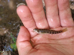 Etheostoma coosae