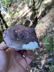 Russula cyanoxantha