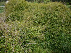Muehlenbeckia complexa grandifolia