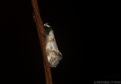 Coesyra hemiphragma
