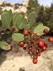 Arctostaphylos pringlei