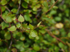 Muehlenbeckia complexa grandifolia