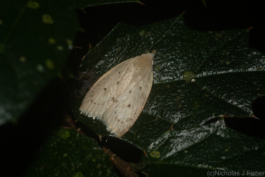 Hylypnes pudica