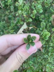 Rhododendron indicum
