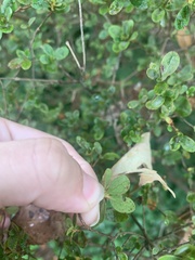 Rhododendron indicum