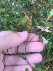 Rhododendron indicum