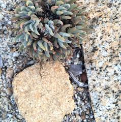 Dudleya pauciflora