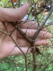 Rhododendron indicum